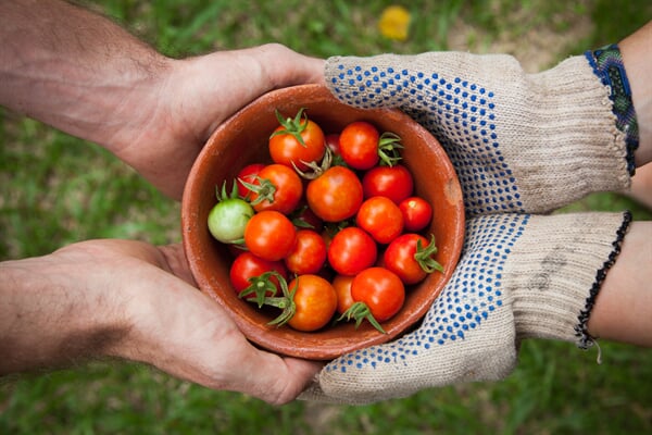 /agriculture/vegetables/love-my-salad-the-wonderful-properties-of-tomato