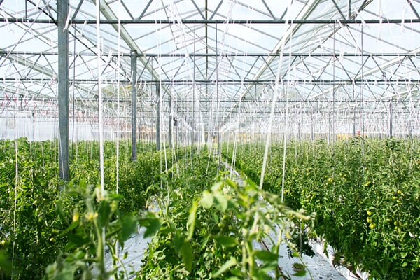 /agriculture/grow-safer-leafy-vegetables-in-net-houses