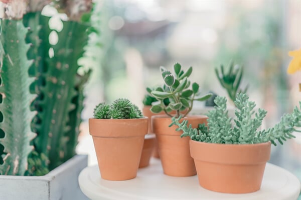 /flowers/how-to-choose-the-right-pot-for-your-cactus